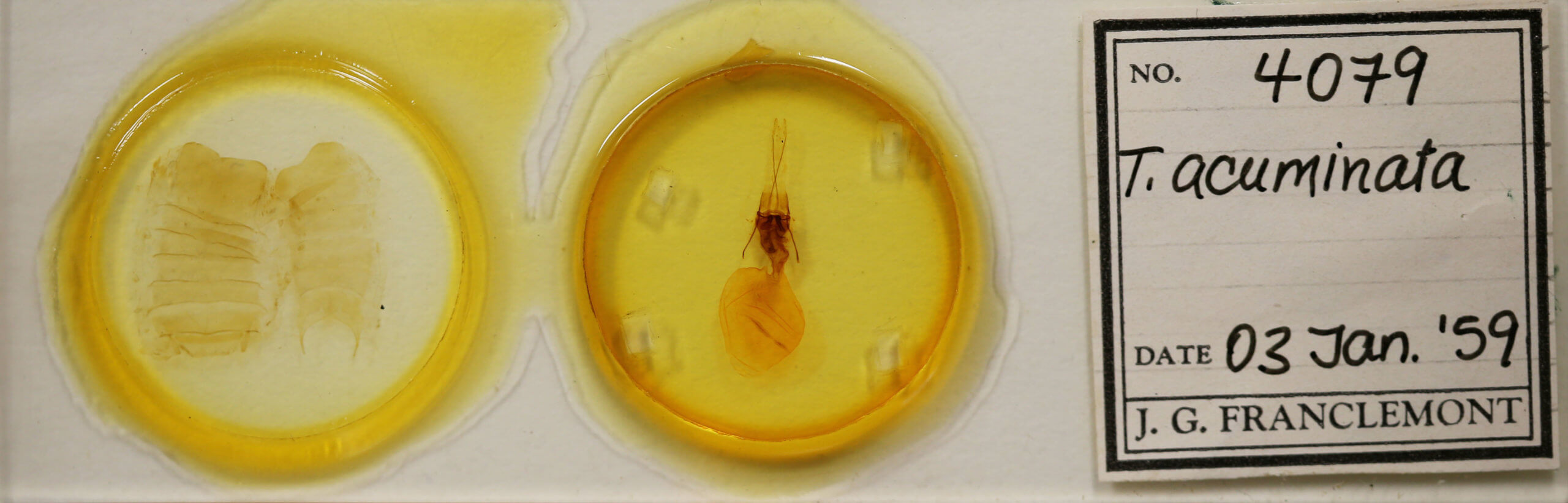 slide view of adult Telorta acuminata