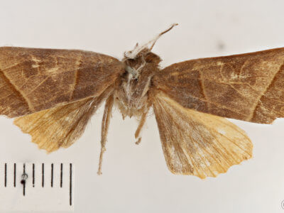 dorsal view of adult Telorta acuminata
