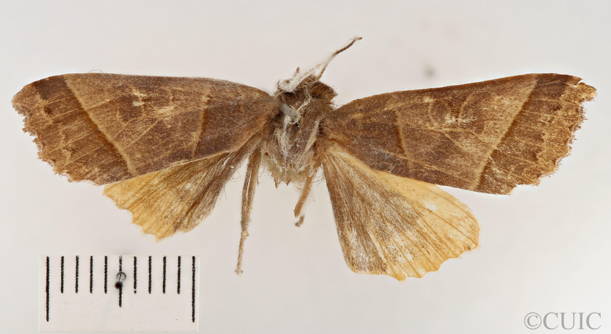 dorsal view of adult Telorta acuminata