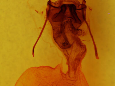 genitalia view of adult Telorta acuminata