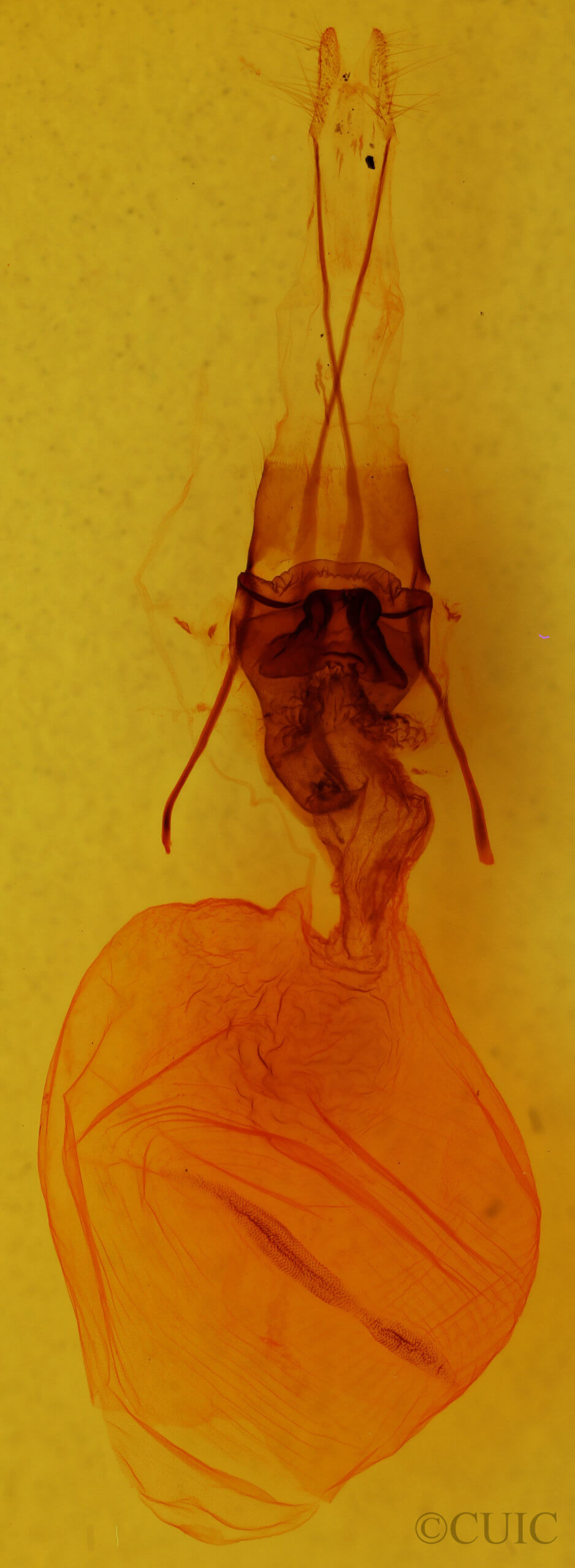 genitalia view of adult Telorta acuminata