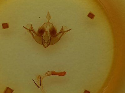 genitalia view of adult Telorta edentata