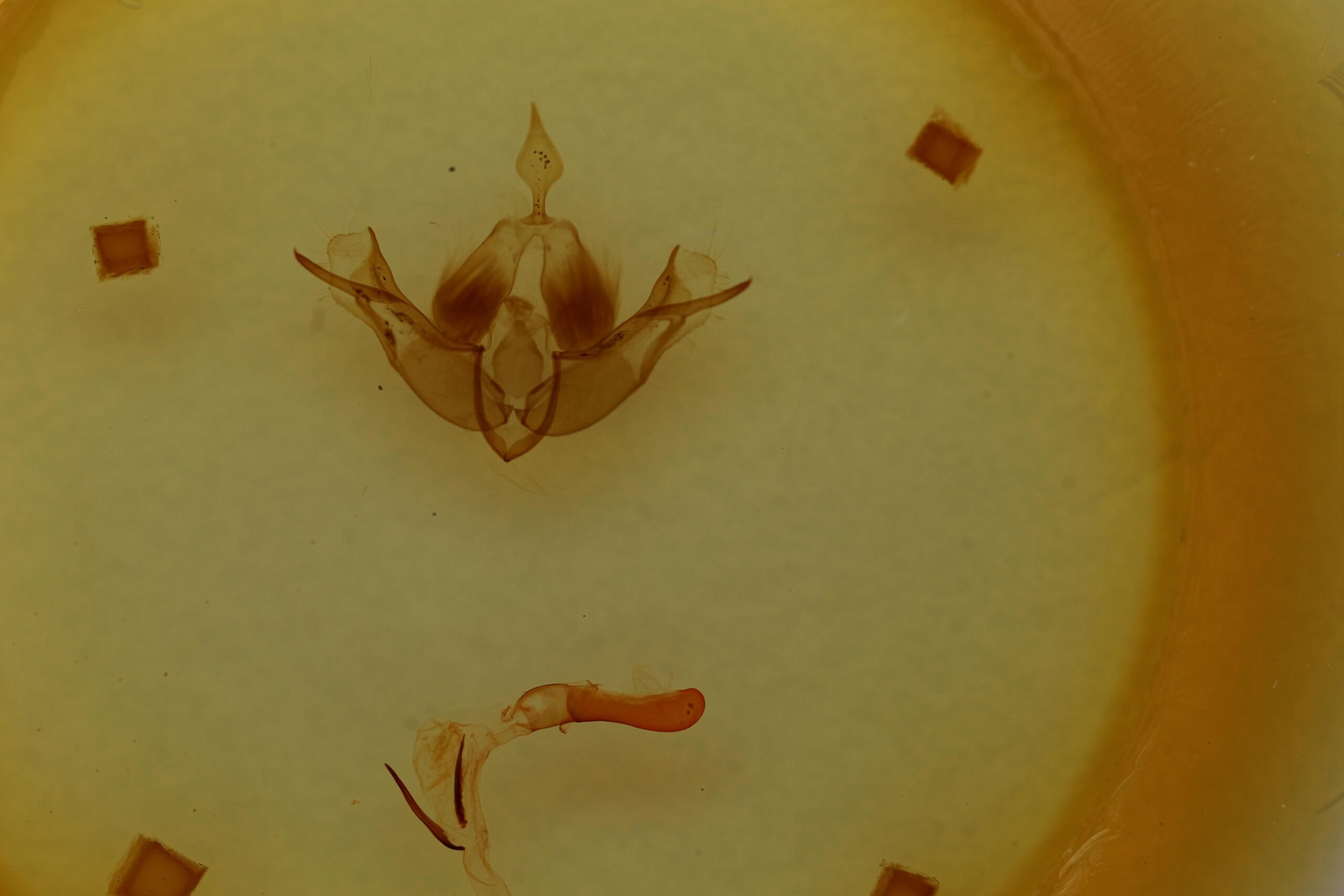 genitalia view of adult Telorta edentata