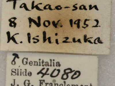 label view of adult Telorta edentata