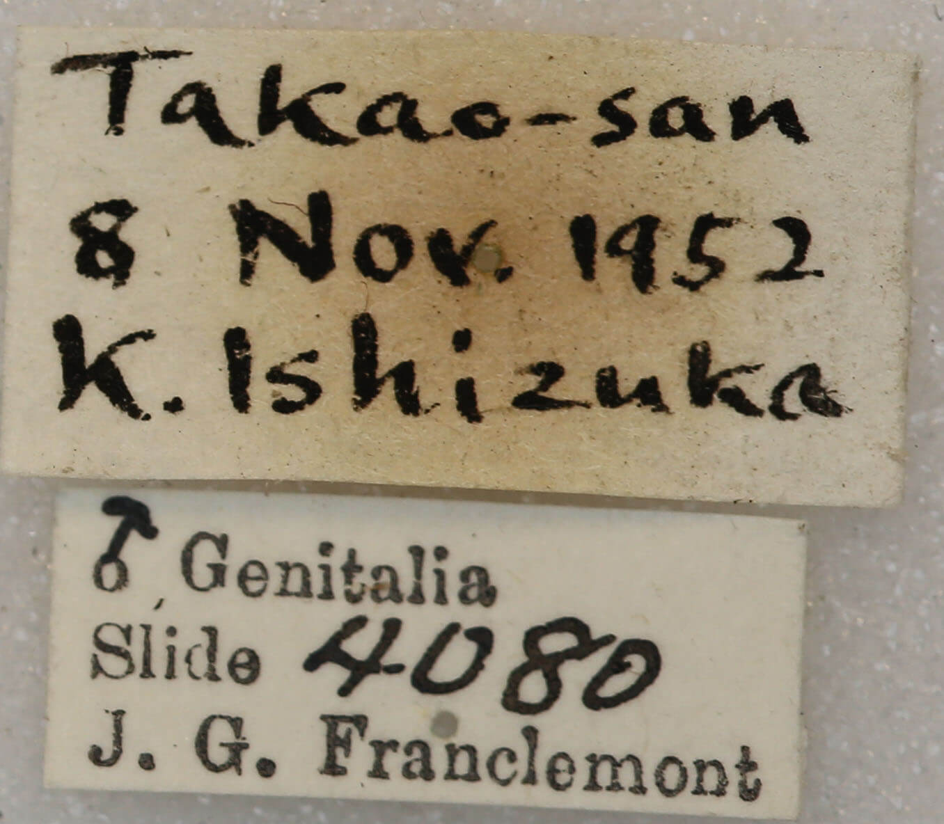 label view of adult Telorta edentata
