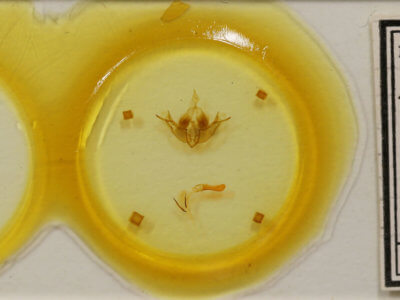 slide view of adult Telorta edentata