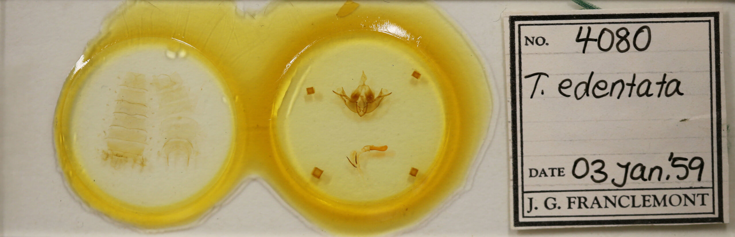 slide view of adult Telorta edentata