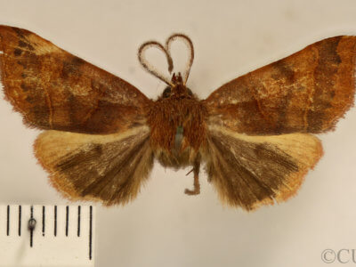 dorsal view of adult Telorta edentata