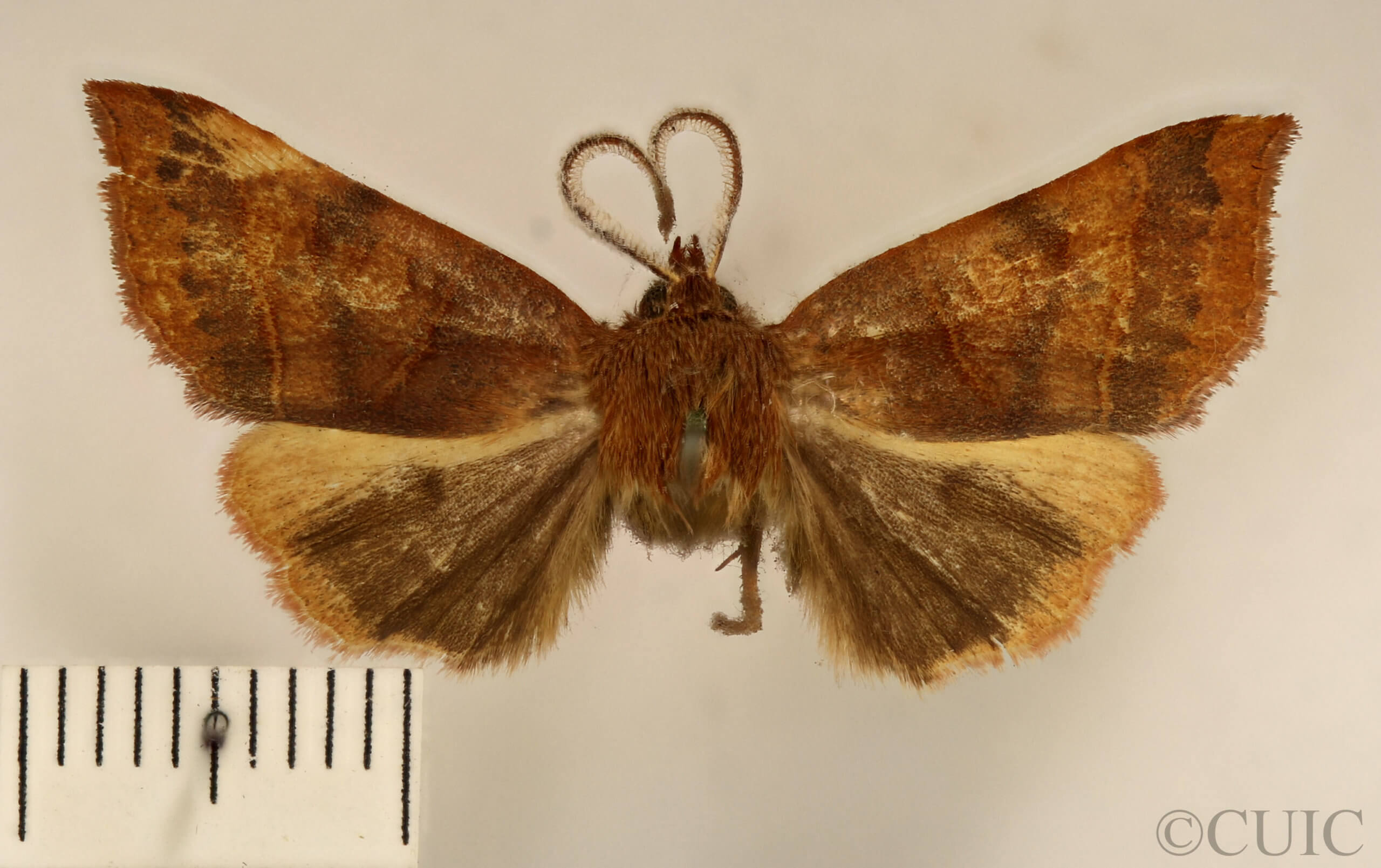 dorsal view of adult Telorta edentata