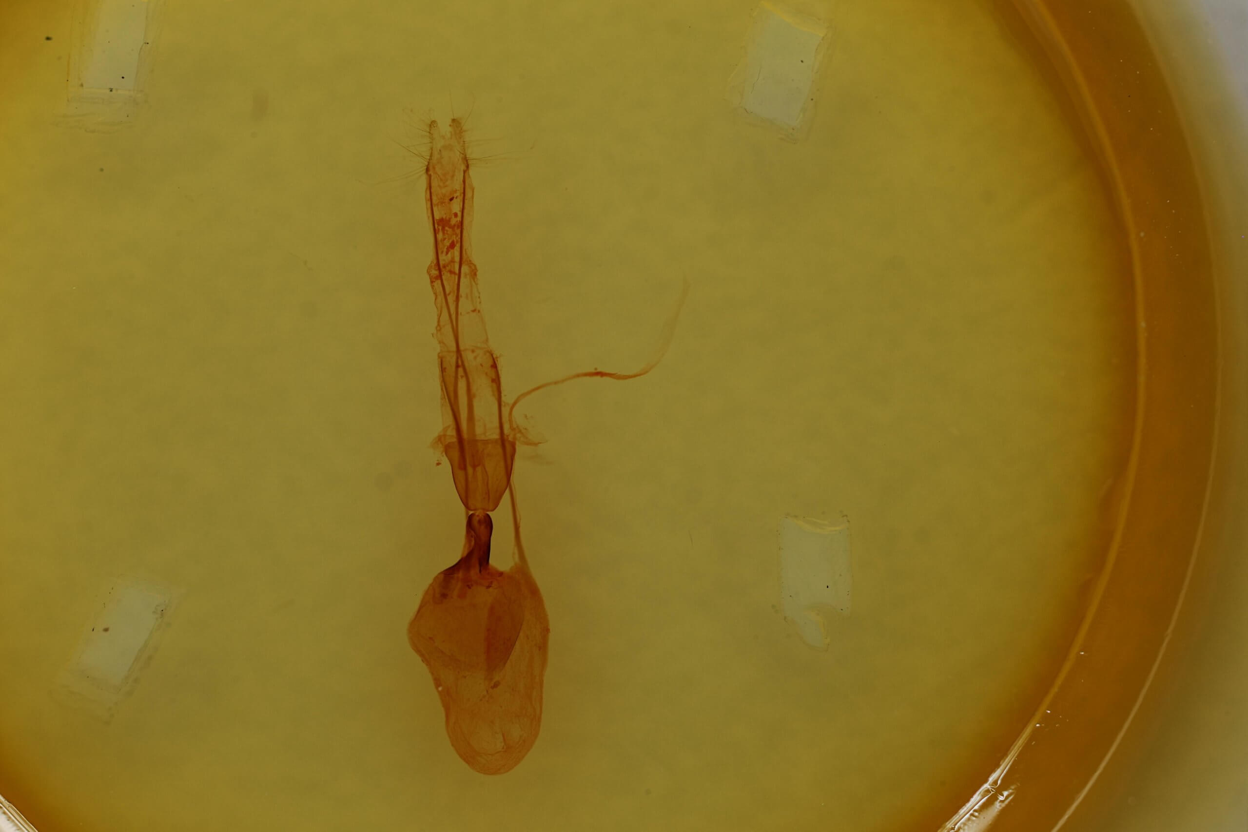 genitalia view of adult Telorta edentata