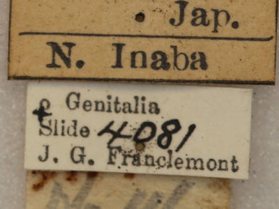 label view of adult Telorta edentata