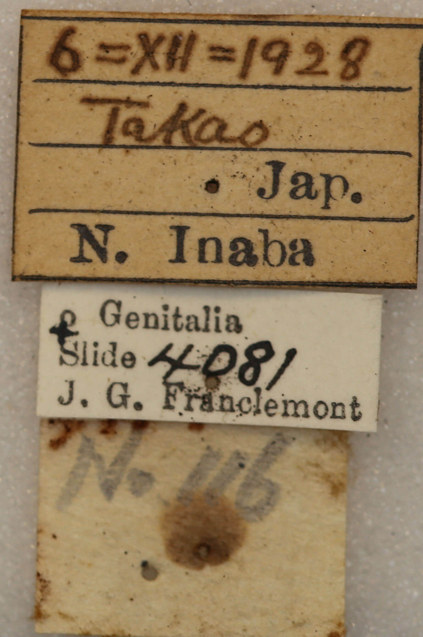 label view of adult Telorta edentata