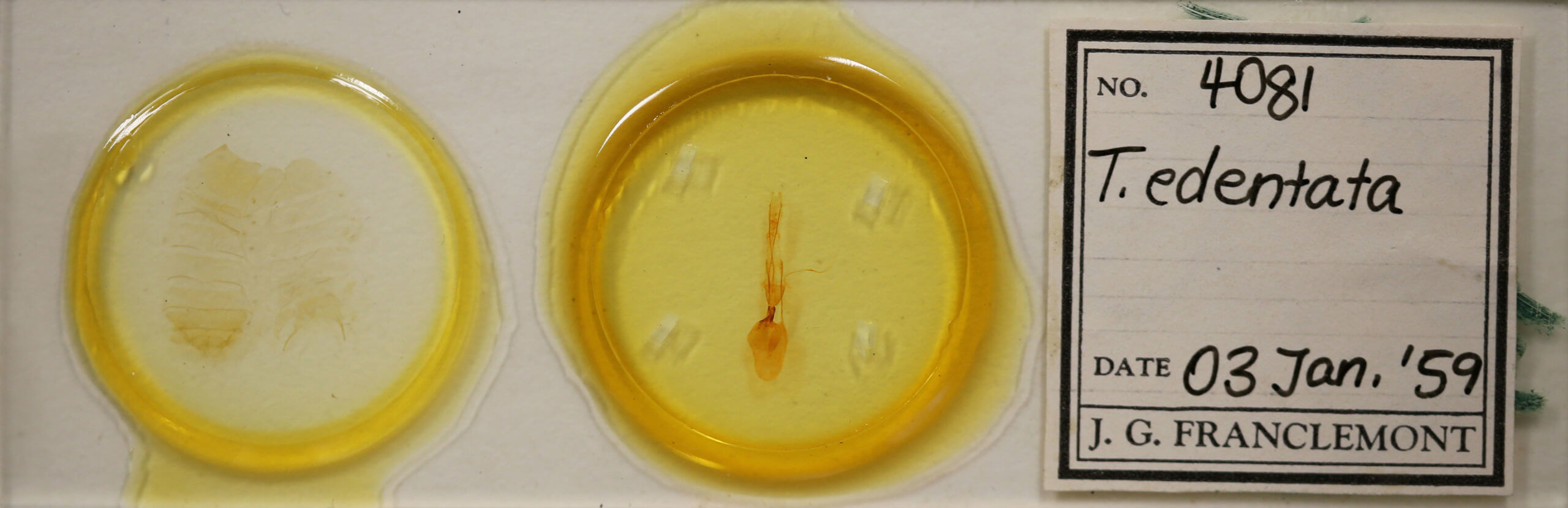 slide view of adult Telorta edentata