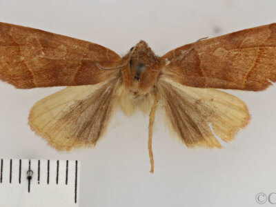 dorsal view of adult Telorta edentata