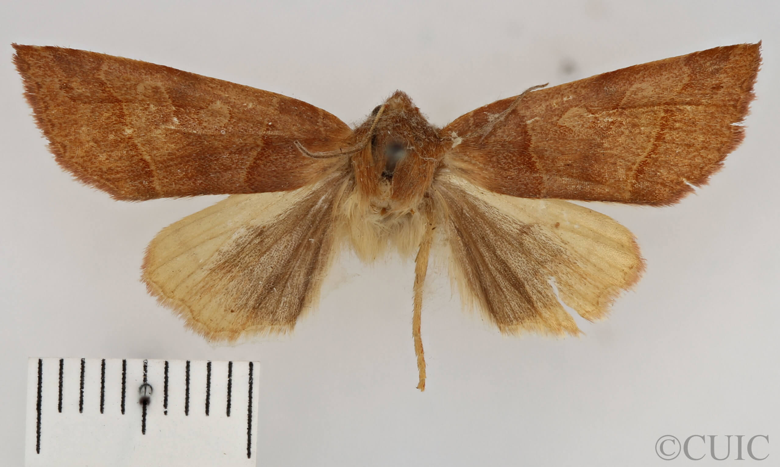 dorsal view of adult Telorta edentata