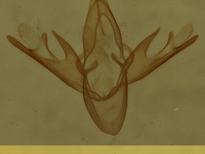 genitalia view of adult Tetanolita