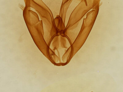 genitalia view of adult Toxonprucha clientis