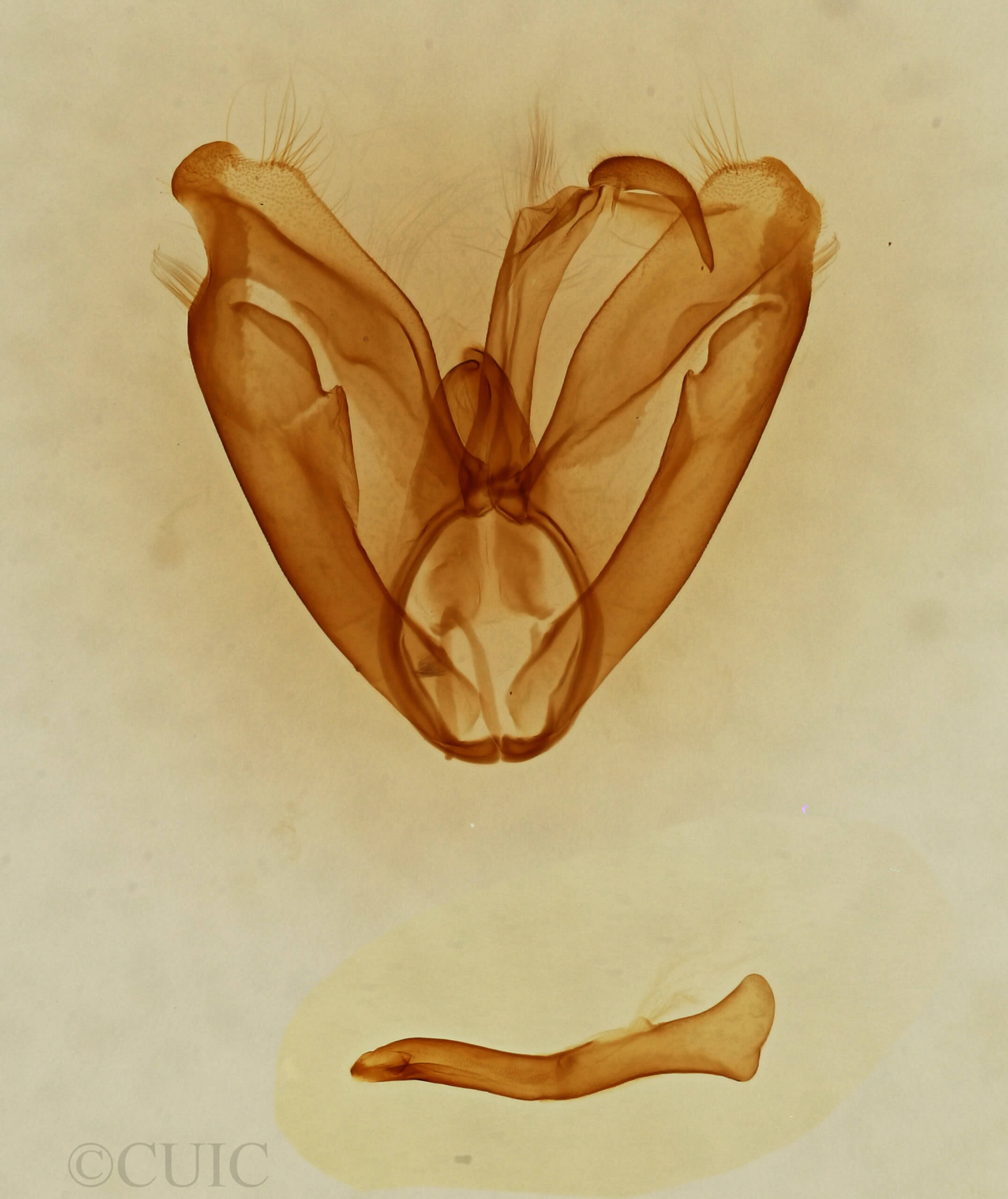 genitalia view of adult Toxonprucha clientis