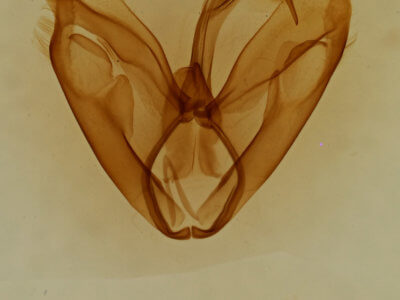 genitalia view of adult Toxonprucha clientis