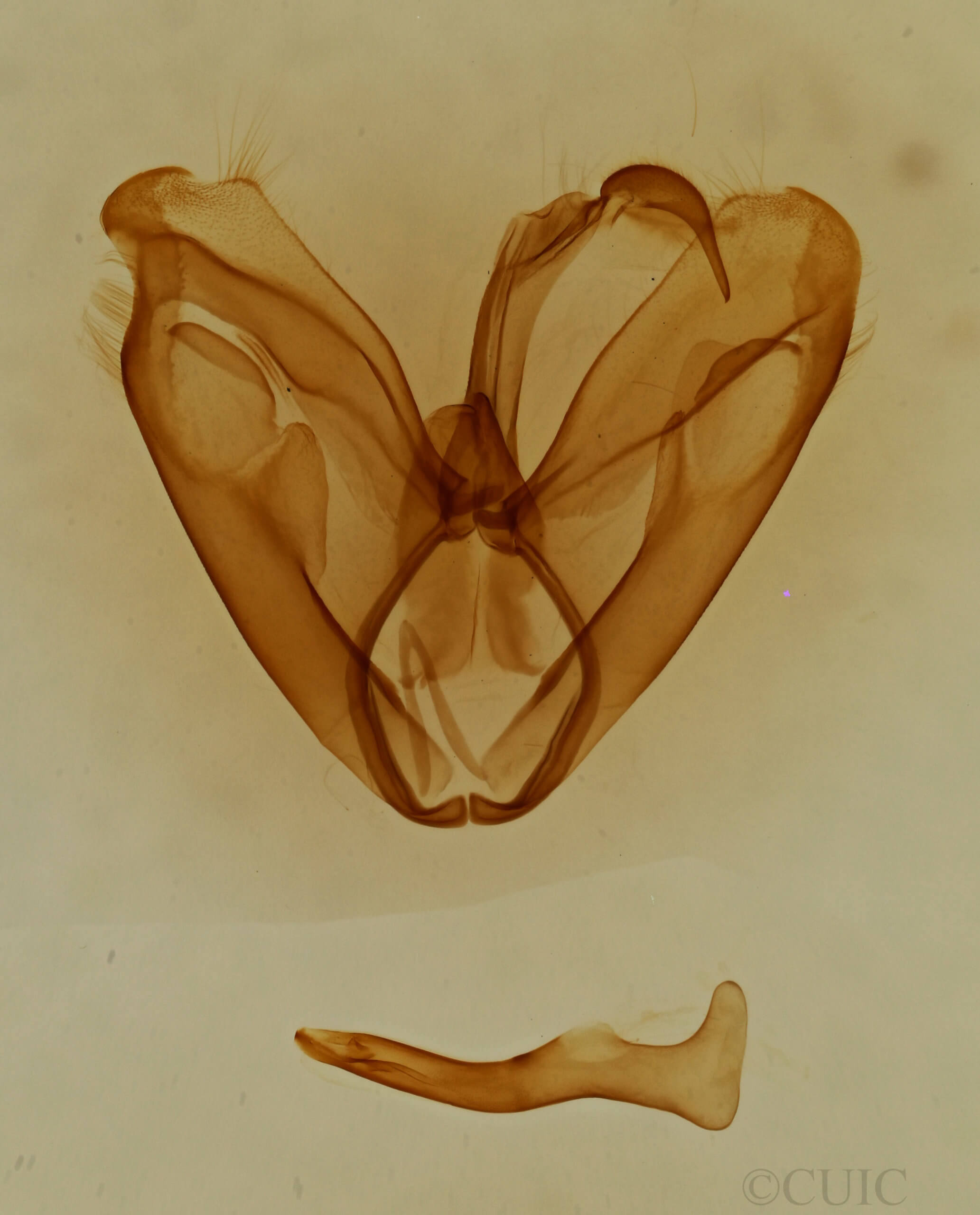 genitalia view of adult Toxonprucha clientis