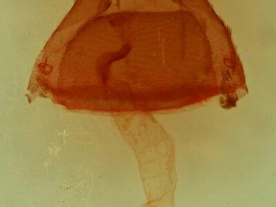 genitalia view of adult Toxonprucha clientis