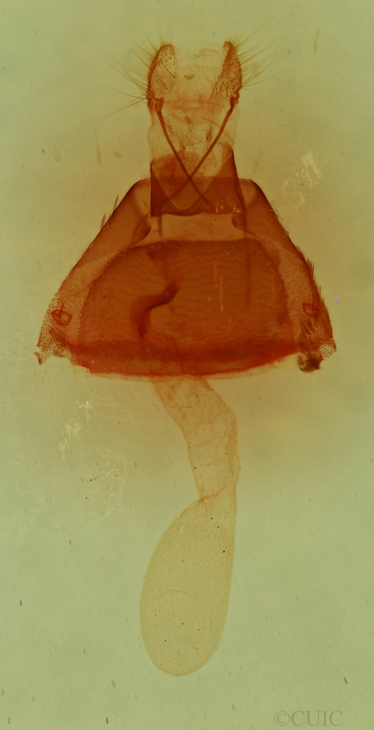 genitalia view of adult Toxonprucha clientis