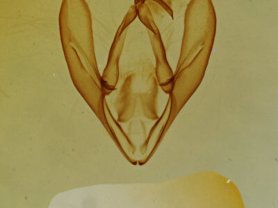 genitalia view of adult Toxonprucha pardalis