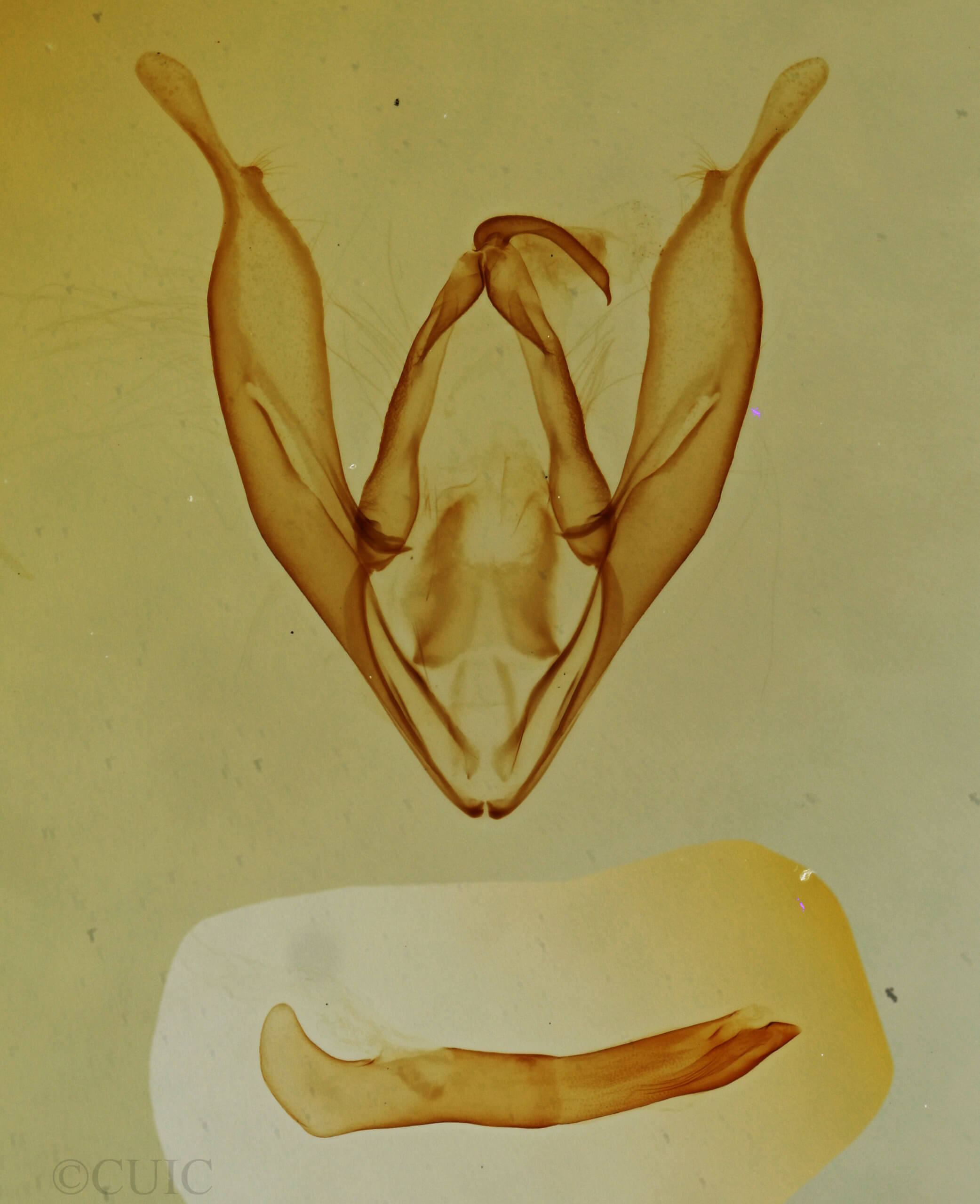 genitalia view of adult Toxonprucha pardalis