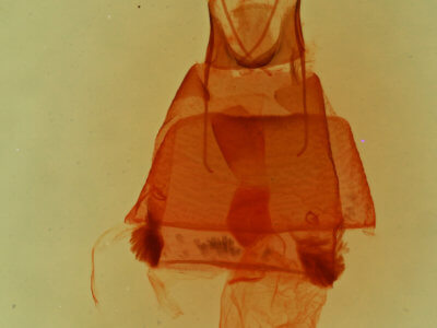 genitalia view of adult Toxonprucha pardalis