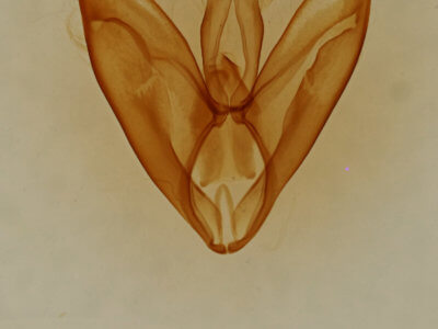 genitalia view of adult Toxonprucha strigalis