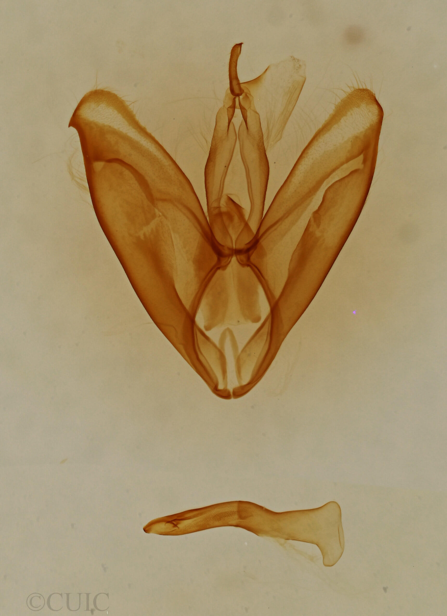 genitalia view of adult Toxonprucha strigalis