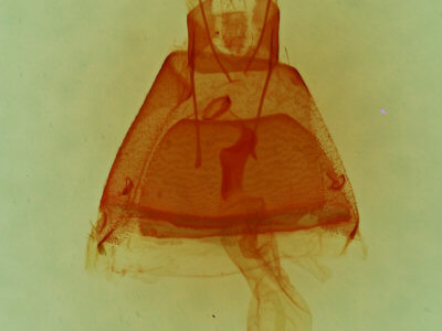 genitalia view of adult Toxonprucha strigalis
