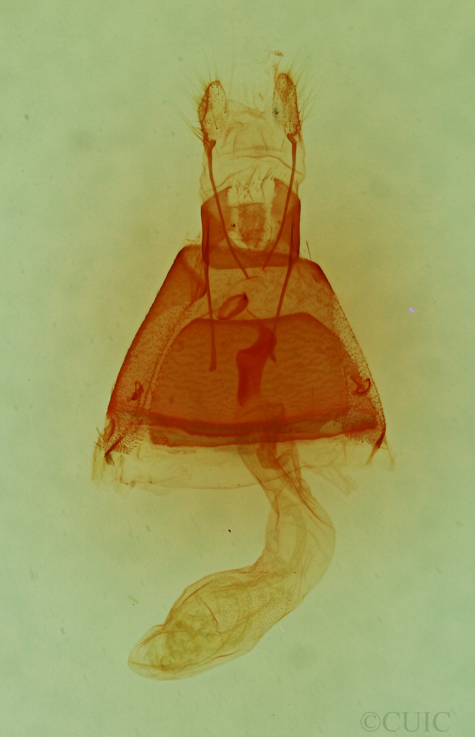 genitalia view of adult Toxonprucha strigalis