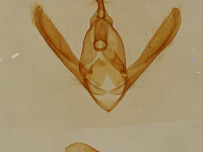 genitalia view of adult Toxonprucha volucris