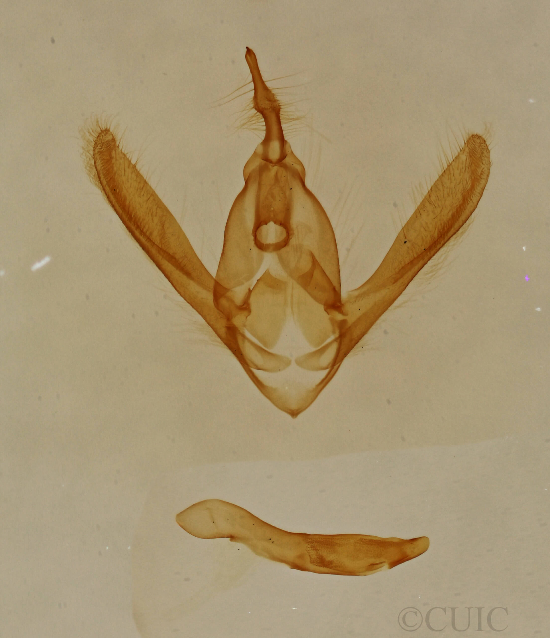 genitalia view of adult Toxonprucha volucris