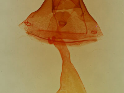 genitalia view of adult Toxonprucha volucris