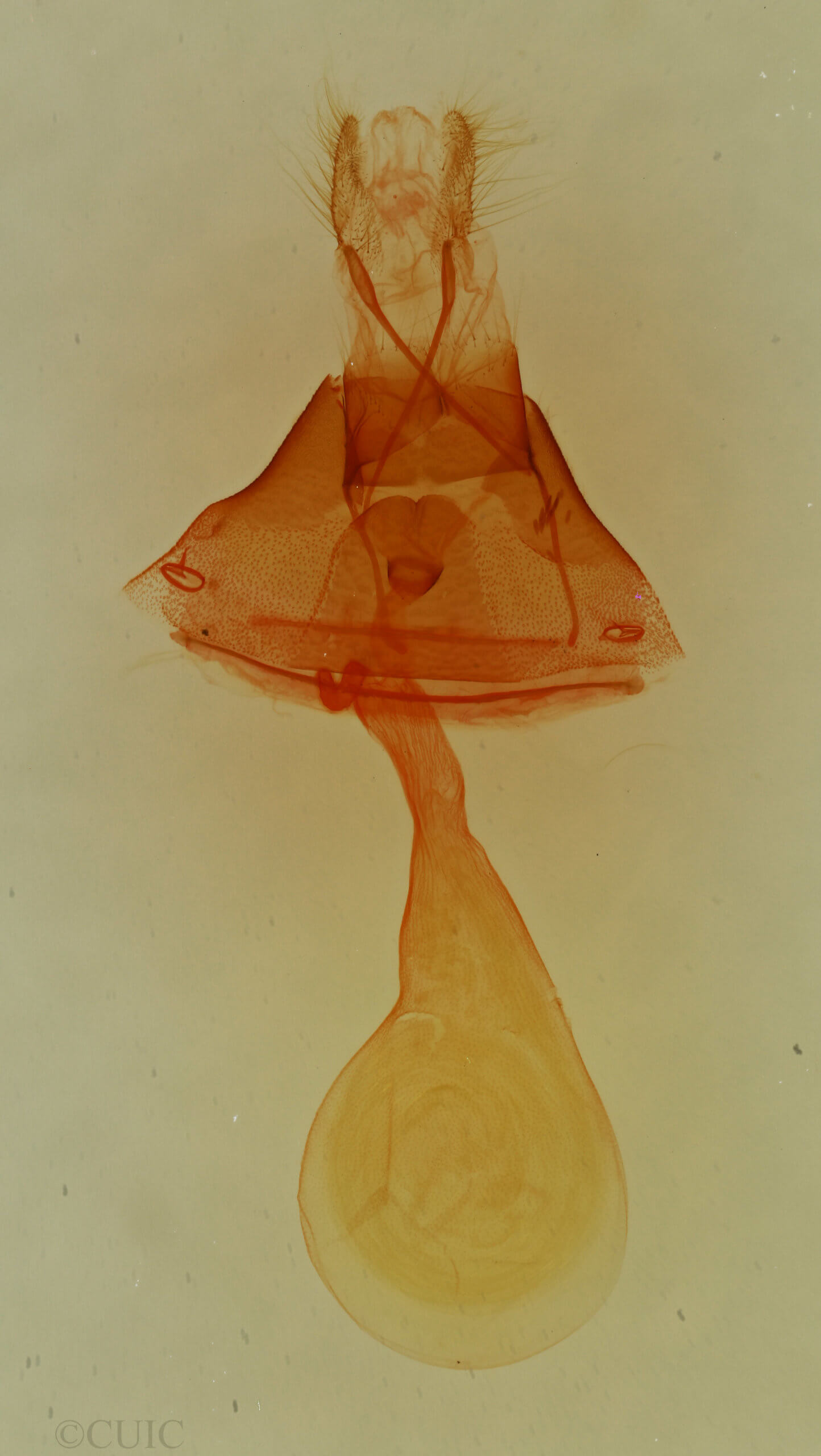 genitalia view of adult Toxonprucha volucris