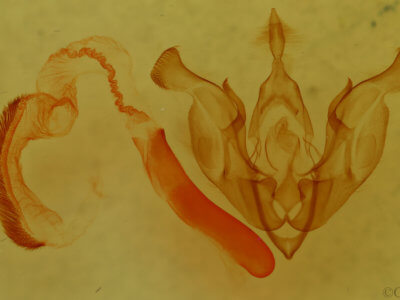 genitalia view of adult Trichocerapoda comstocki