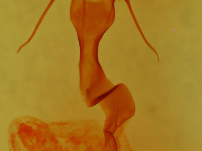 genitalia view of adult Trichocerapoda comstocki