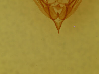 genitalia view of adult Trichopolia dentatella