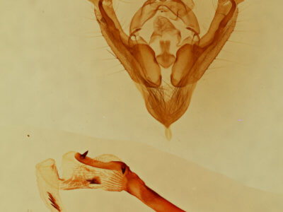 genitalia view of adult Hypotrix naglei