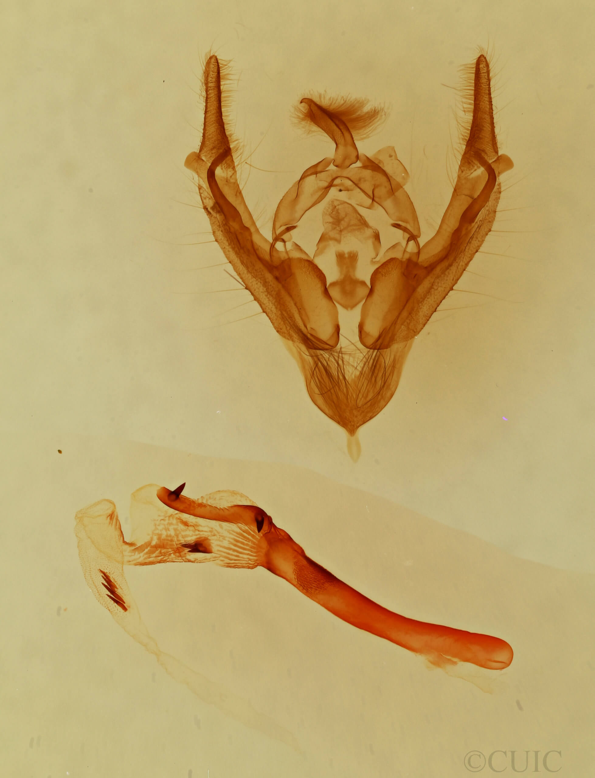 genitalia view of adult Hypotrix naglei