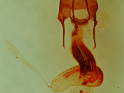 genitalia view of adult Hypotrix naglei