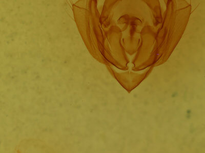 genitalia view of adult Hypotrix lunata