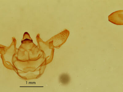 genitalia view of adult Xanthotype sospeta