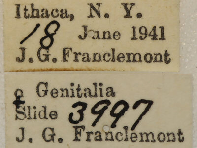 label view of adult Xanthotype urticaria