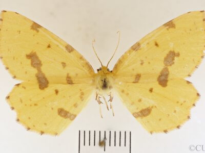dorsal view of adult Xanthotype urticaria