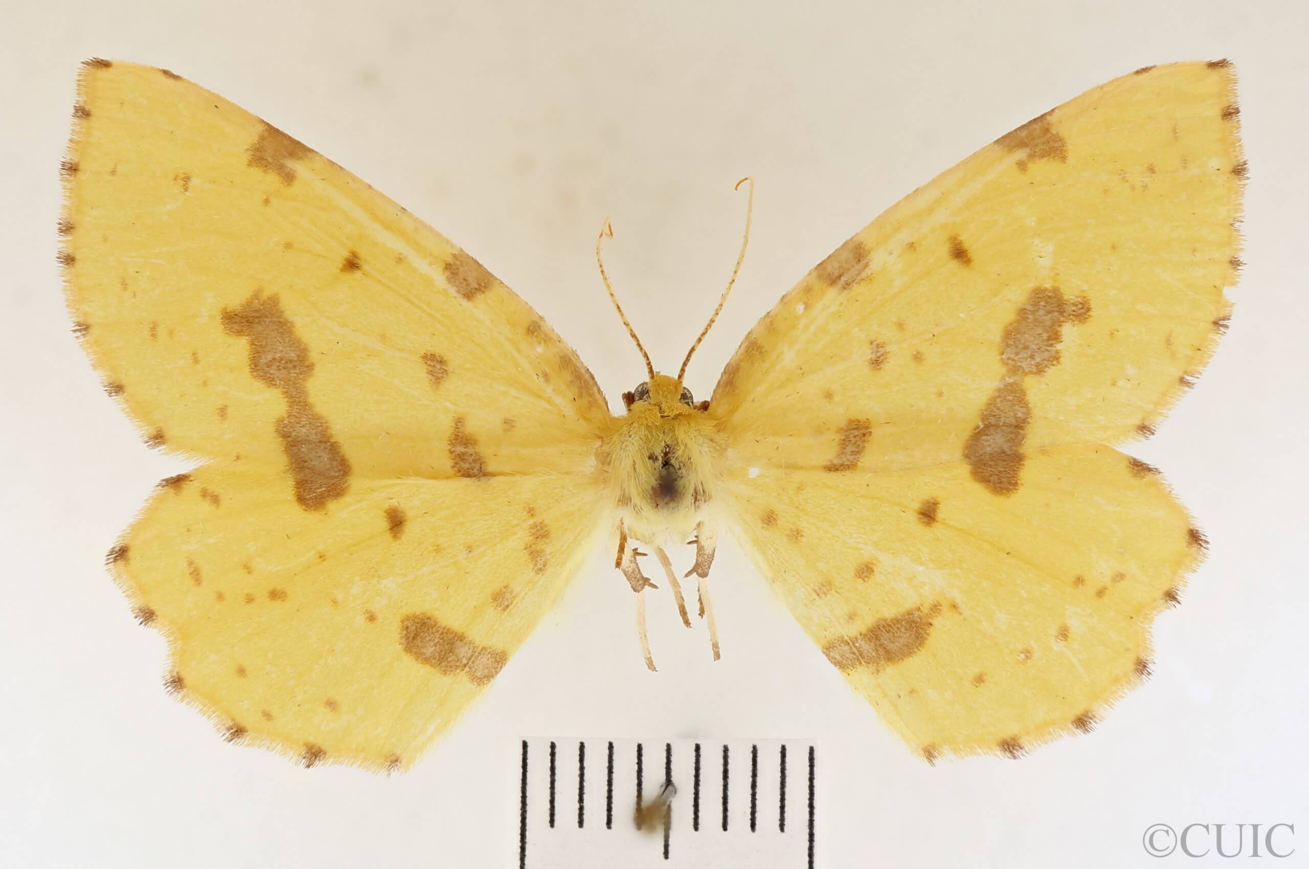 dorsal view of adult Xanthotype urticaria