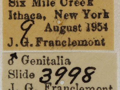 label view of adult Xanthotype urticaria