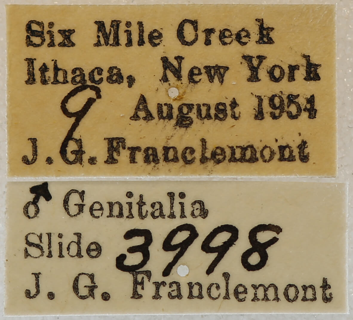 label view of adult Xanthotype urticaria